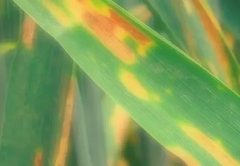 Helminthosporium leaf spot of corn