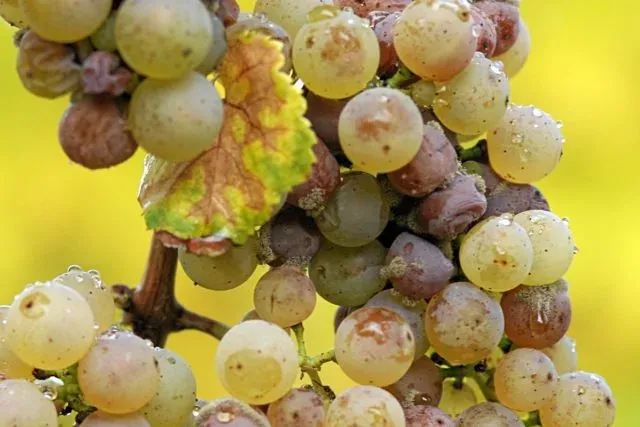 White rot of grape