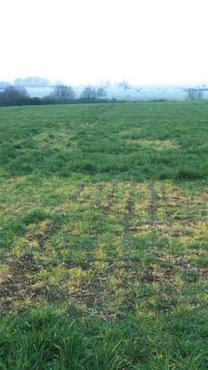 Barley yellow dwarf virus