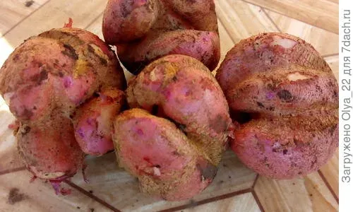 Potato tuber deformation