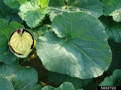 Melon yellowing-associated virus