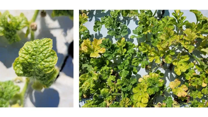 Watermelon chlorotic stunt