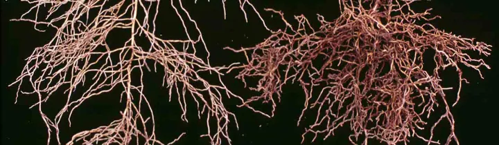 Hemicycliophora arenaria