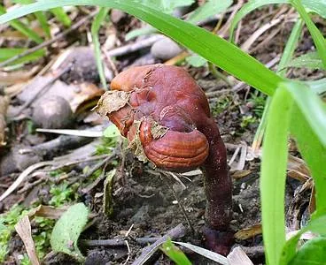 Ганодерма борозенчаста