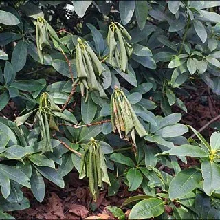 Phytophthora cinnamomi