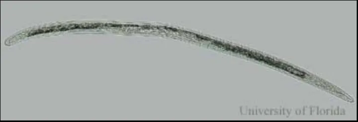Trichodorus minor