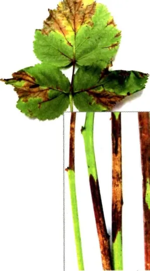 Raspberry Gnomonia