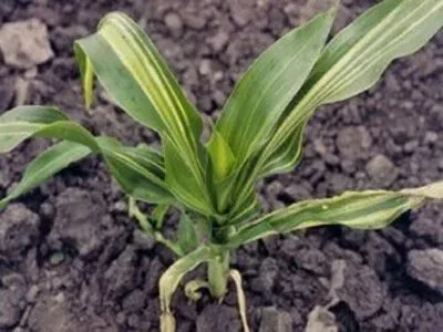 Бактеріальне в'янення кукурудзи