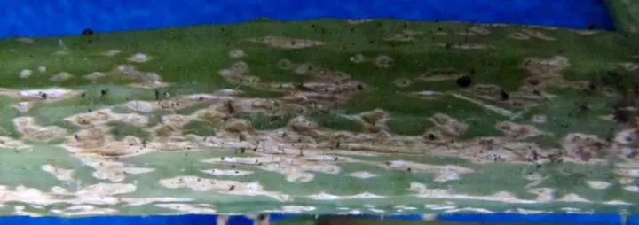 Monographella cucumerina