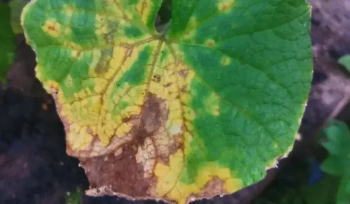 Cucumber downy mildew