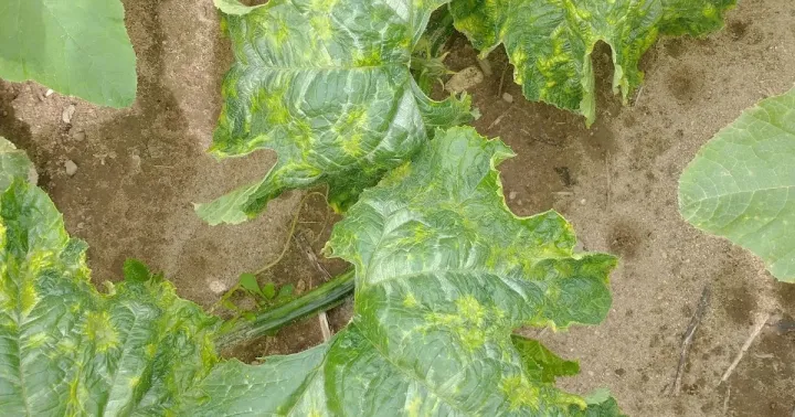 Squash mosaic
