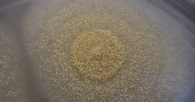 Aspergillus ochraceous