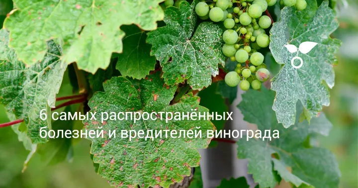 Виноградная лоза