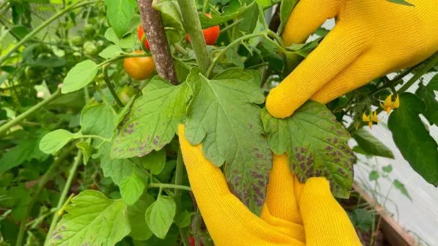 Alternaria
