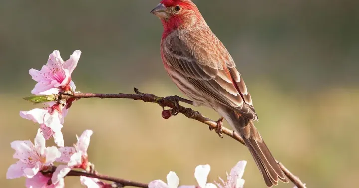 House finch