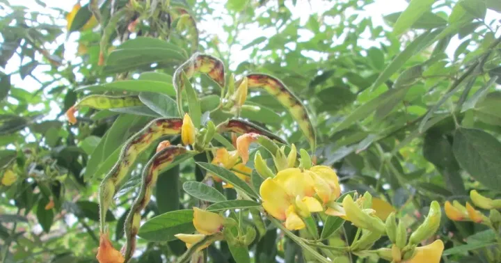 Pigeon pea