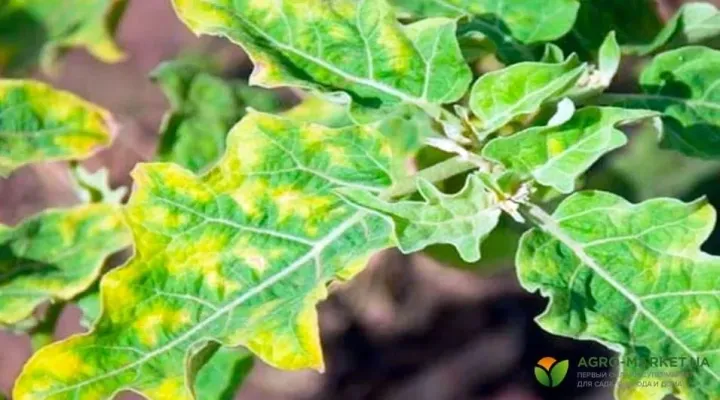 Eggplant mottled