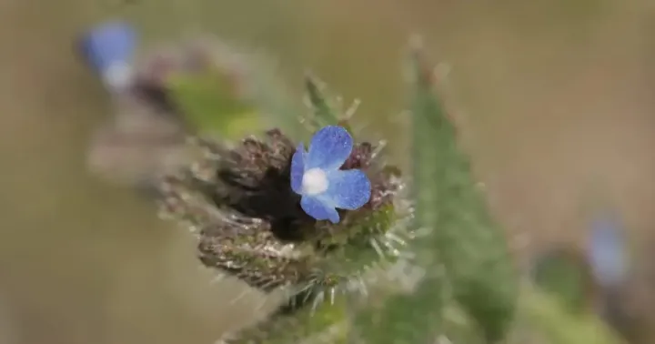 Anchusa angustissima
