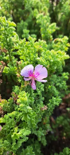Fingerleaf pelargonium