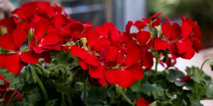 Interspecific pelargonium