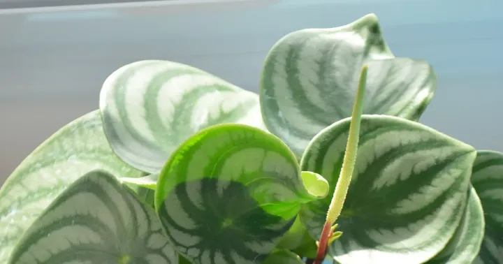 Peperomia argyreia