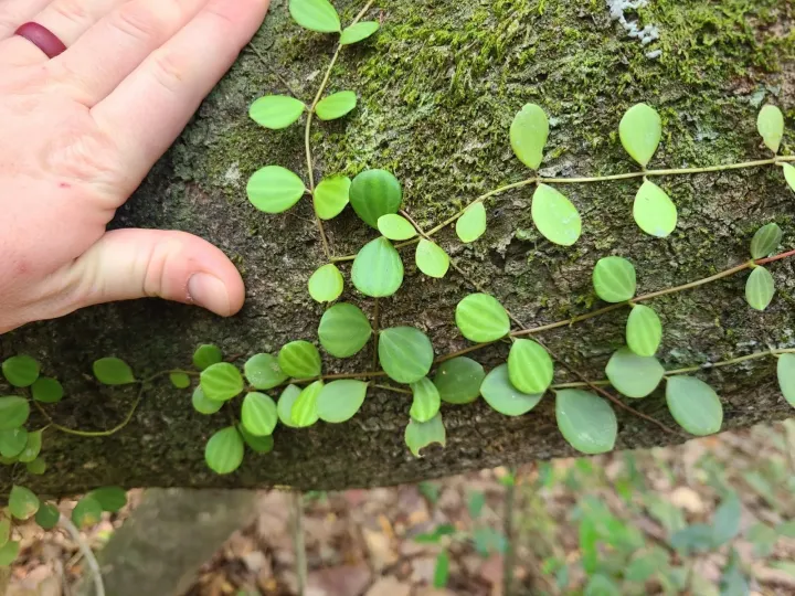Peperomia quadrangularis