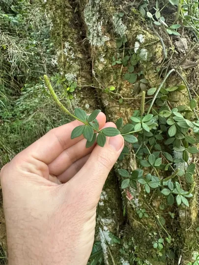 Peperomia tetraphylla