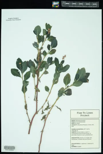 Persicaria tinctoria