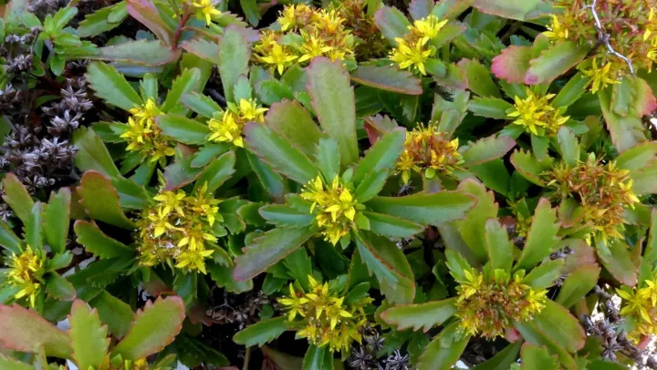 Kamchatka stonecrop
