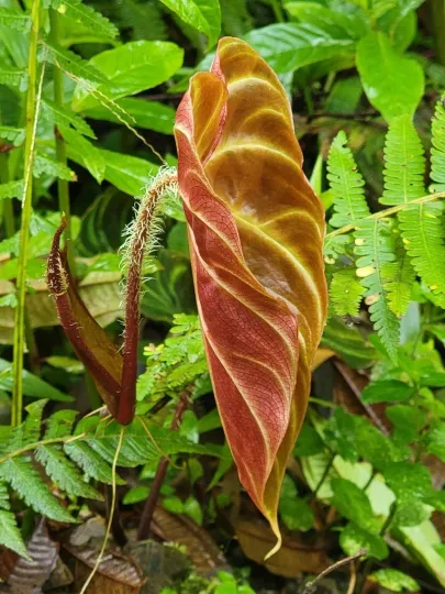Philodendron verrucosum