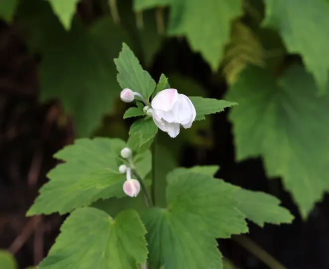 Japanese anemone