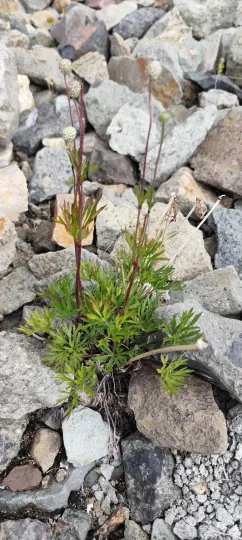 Cutleaf anemone