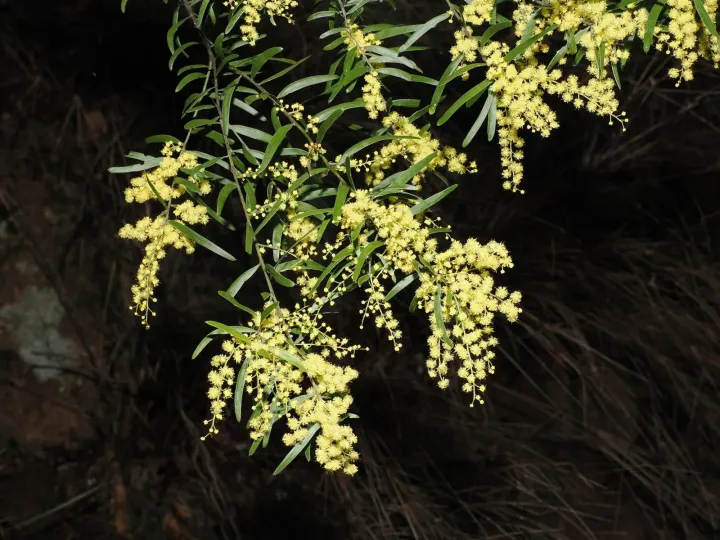 Fringed wattle