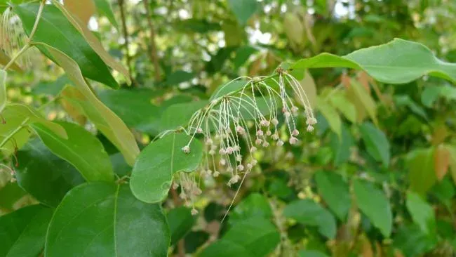 Phyllanthus cuscutiflorus