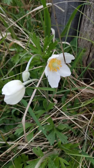 Snowdrop anemone