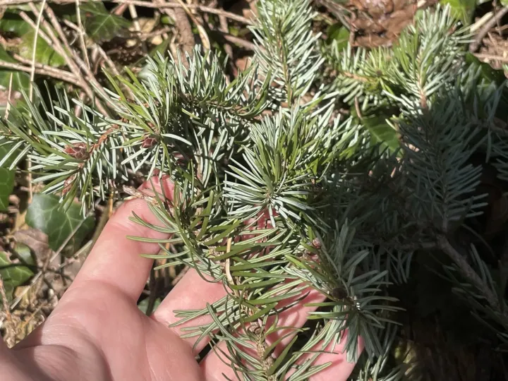 Serbian spruce