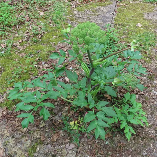 Дягель лікарський