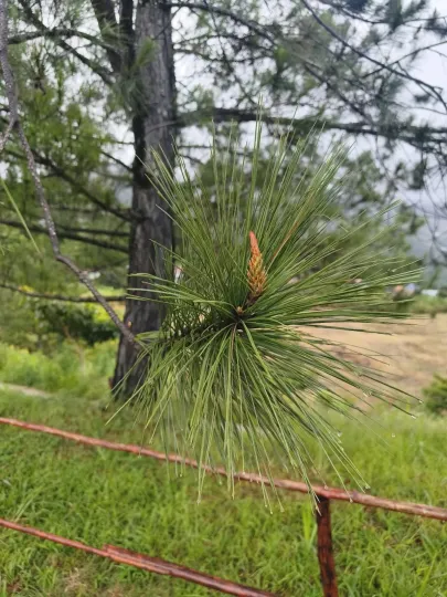 Merkus pine
