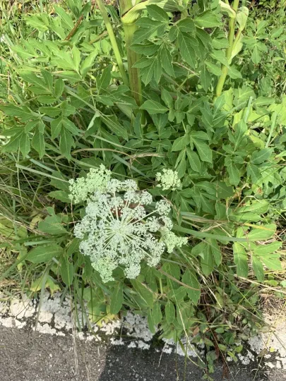 Angelica pubescens