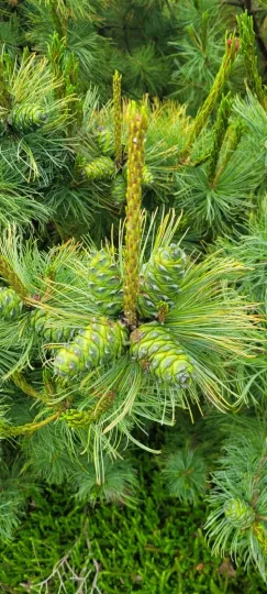 Siberian dwarf pine