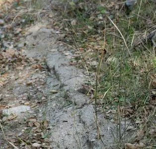 Rice grass