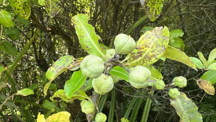 Pittosporum colensoi
