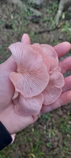 Pink oyster mushroom