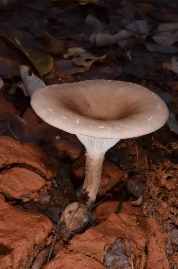 Giant Oyster