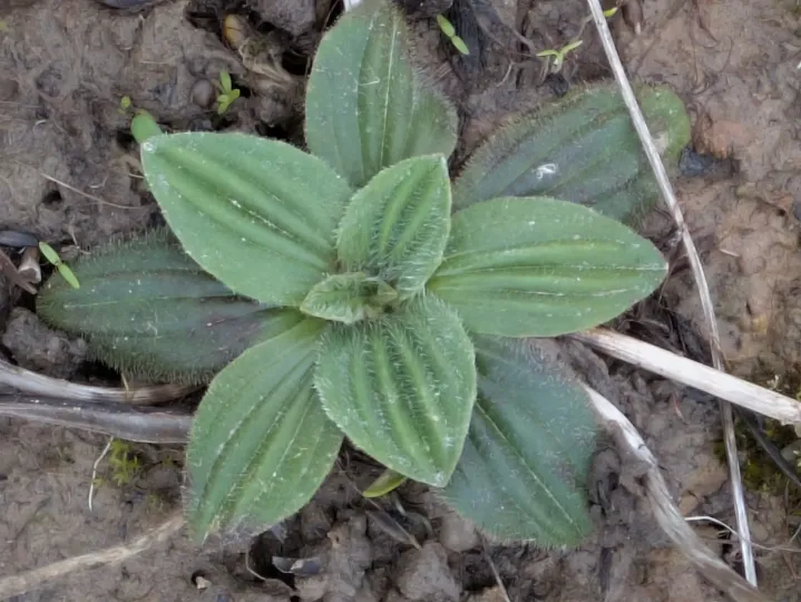 Hoary plantain