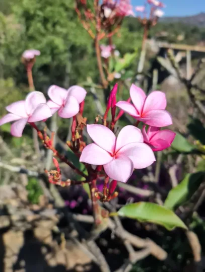 Plumeria rubra