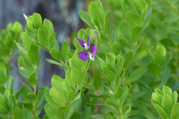Myrtle-leaved milkwort