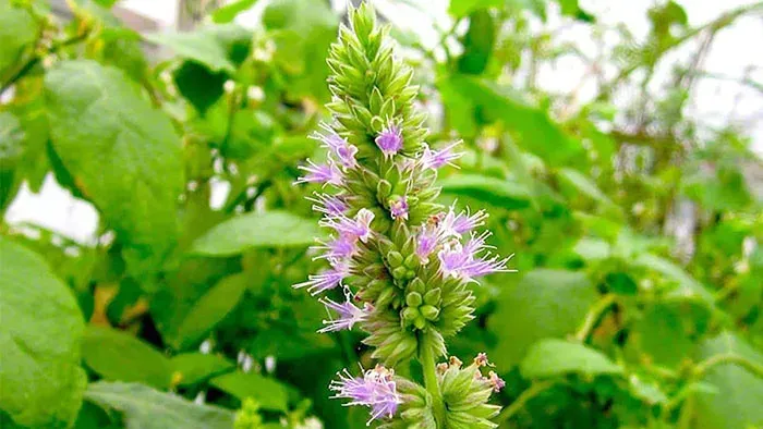 Patchouli