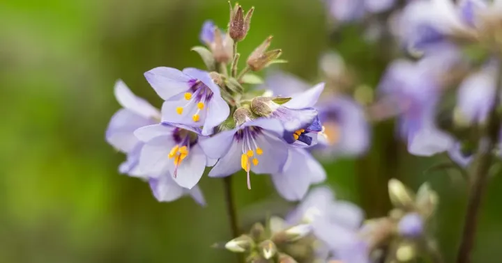 Polemonium yezoense