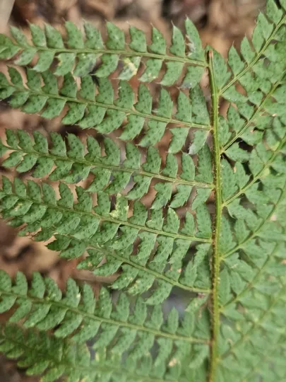 Soft shield fern